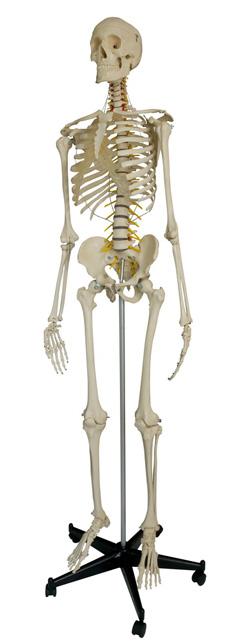 Rdiger Skelett A200.2