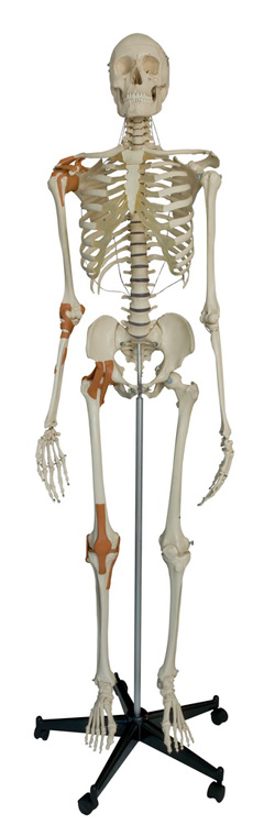 Rdiger Skelett A204
