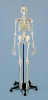 Skelett Rüdiger 200