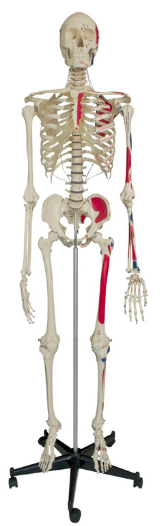 Rüdiger Skelett A200.1