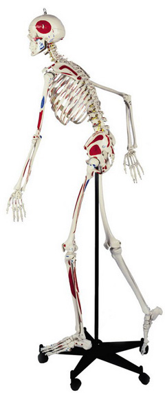 Rüdiger Skelett A200.3 mit Bemalung