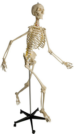 Rüdiger Skelett A203