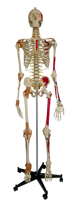Skelett A 206.1