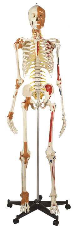 Skelett 206.3