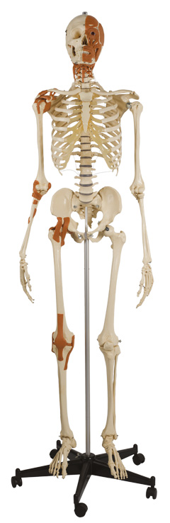 Skelett Rüdiger 271