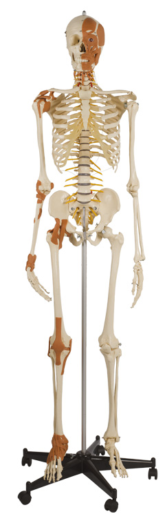 Rüdiger Skelett 272.2 mit Gesichtsmuskulatur